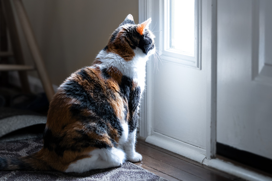 Cat waiting for homeowner to come home